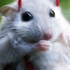 LolciaQ0987654321011