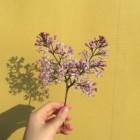 secret_flower