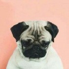 _leniwcowa_