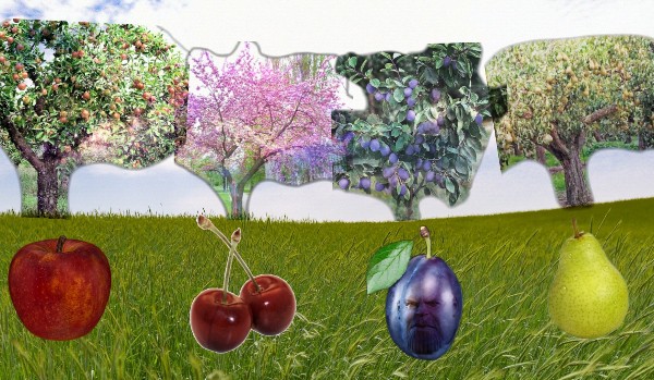 Jakim drzewem owocowym jesteś?