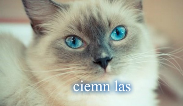 Ciemne las rozdział 9