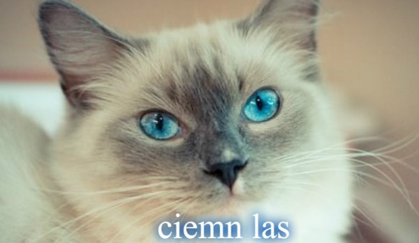 Ciemny las rozdziały 8