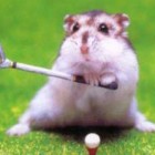 Hamster9