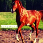 Koniara95