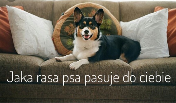 Jaka rasa psa do ciebie pasuje?