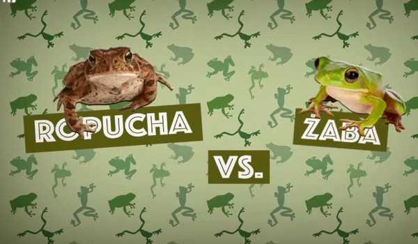 Czy uda Ci się odróżnić żabę od ropuchy?