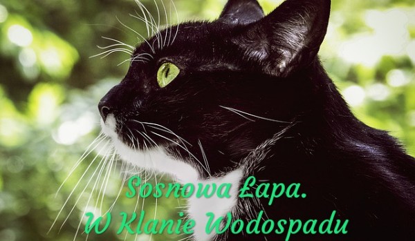 Sosnowa Łapa. W Klanie Wodospadu #3