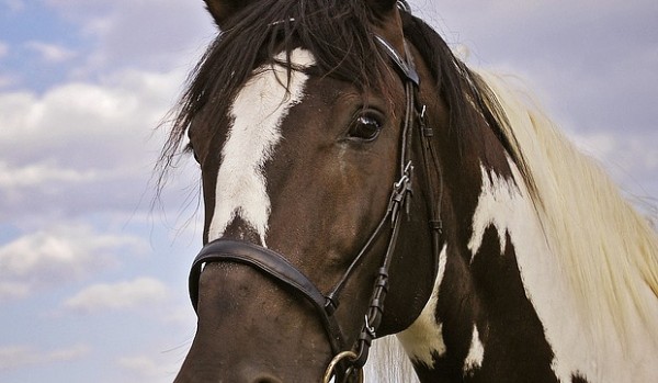 Zaplanuj wspólny dzień z koniem, a ja powiem jaka rasa konia jest dla ciebie!