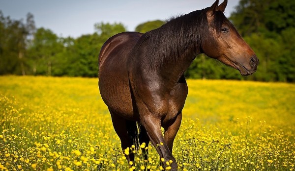 Koń czy kuc? – test na czas
