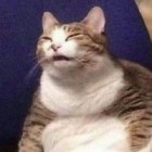 MangoHorse