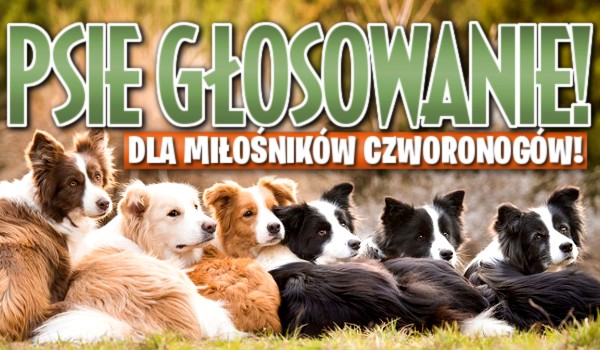 Psie głosowanie!
