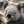gofer1234