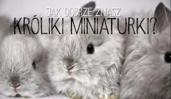 Ile wiesz o królikach miniaturkach?