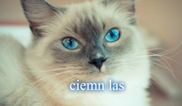 Ciemny las Rozdziały od 4 do 6