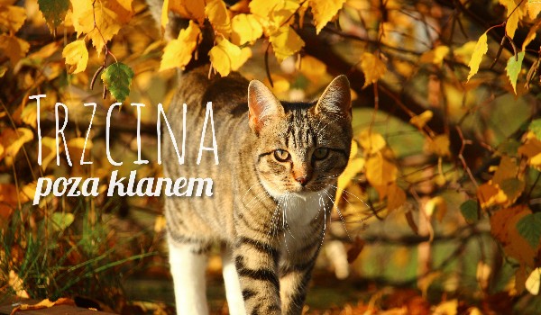 Trzcina. Poza klanem #1