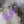 _Fiona_The_Maltanse
