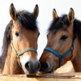 Horseeqi