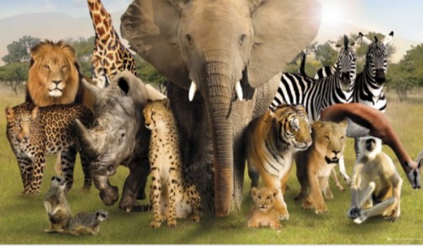 2 Quiz Dzikie Zwierzęta