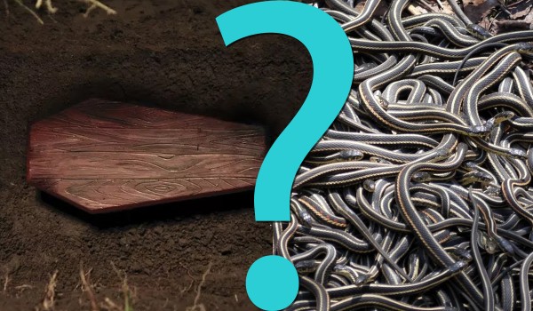 14 pytań z serii Co byś wolał? – kategoria Łatwa kasa!