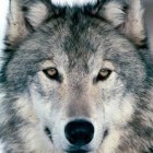 Wolf_YT
