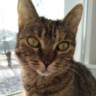 Slodki_Pusheen_Kotek