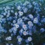 blue.flowers