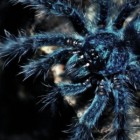 _Spider_Wonan_