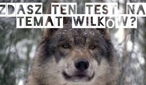 Zdasz ten test na temat wilków?