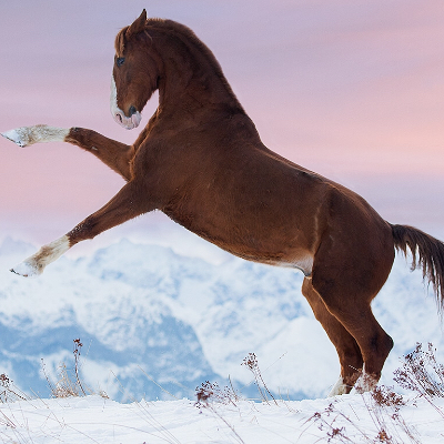 miss_horse_smile