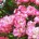 _ta_oryginalna_15_