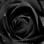 MadameBlack