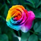 R.O.S.E.Love
