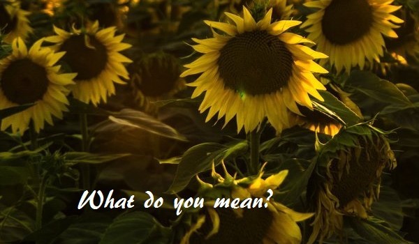 What do you mean? #5