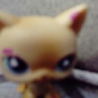 lps_kotek