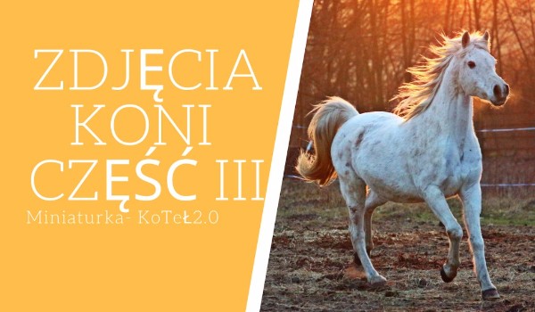 Zdjęcia koni część 3
