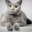 Super_cat