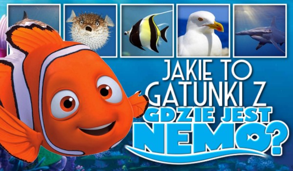 Jakie to gatunki z „Gdzie jest Nemo?”?