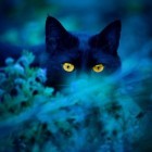 HejtSpilka1234iWhite-rose