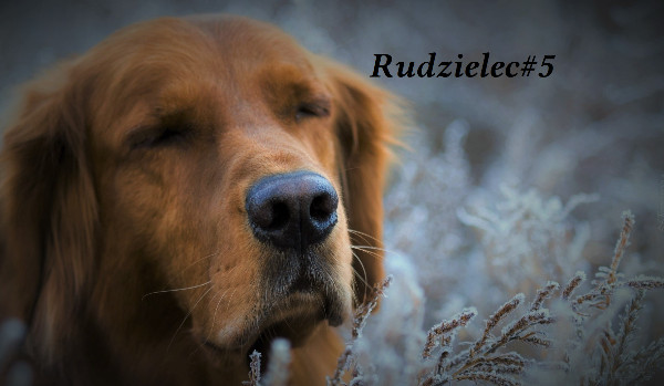 Rudzielec#5