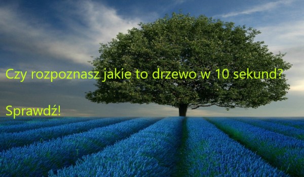 Czy rozpoznasz jakie to drzewo w 10 sekund?