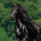 friesianhorse