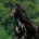 friesianhorse
