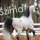 Szima