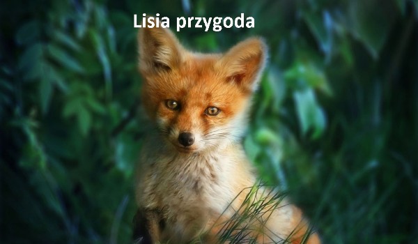 Lisia przygoda – *Rozdział 2*