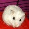 HamsterNinka