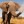 Sneakyelephant5