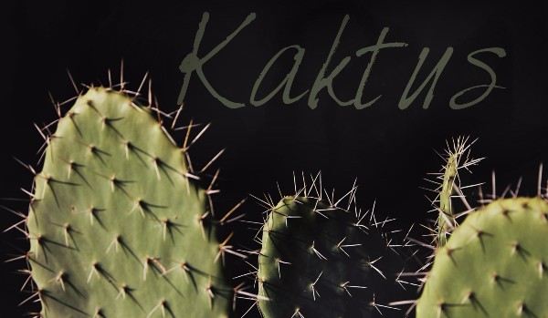 Kaktus – One Shot