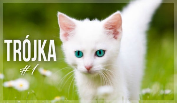 Trójka #1