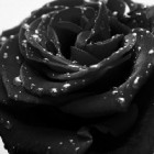 Black_Flower