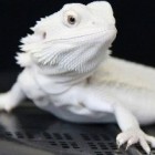 https.animal
